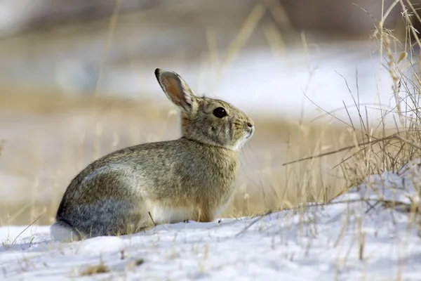 Cottontail konijn in de winter — Stockfoto