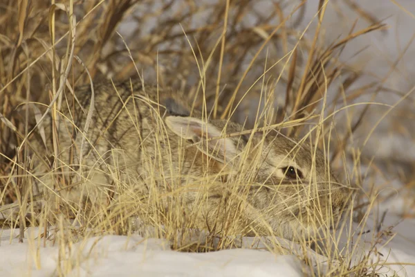 背の高い草の中に隠れてワタオウサギ ウサギ — ストック写真