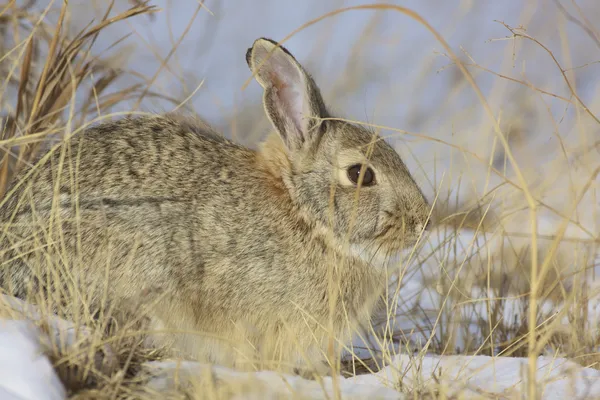 Cottontail rabbit på vintern — Stockfoto