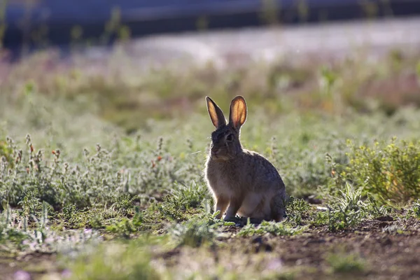 Cottontail Rabbit Baclit — Stock Photo, Image