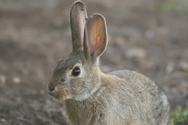 ワタオウサギ ウサギの肖像画 — ストック写真