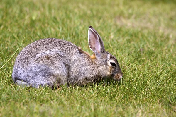 Cottontail rabbit äta — Stockfoto