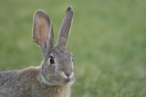 Cottontail Rabbit Portrait — Stock Photo, Image