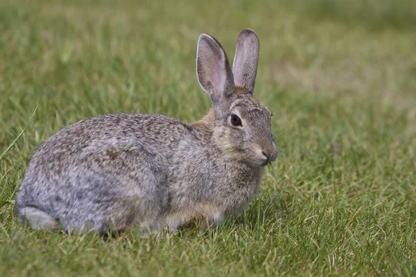 Хвостатый кролик — стоковое фото