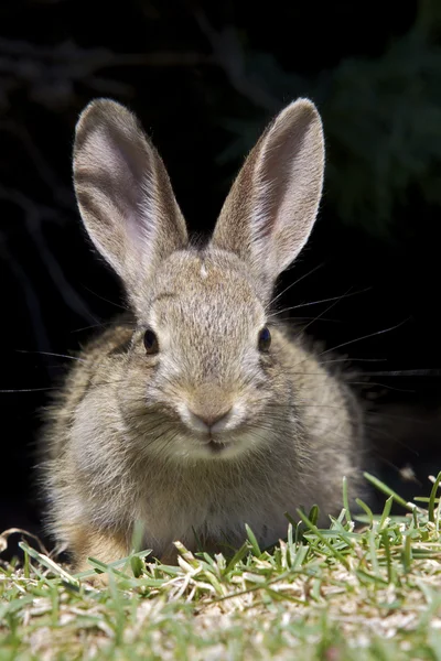 Retrato de coelho jovem Cottontail — Fotografia de Stock