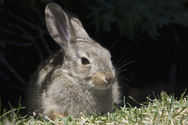 Genç tavşan tavşan portre — Stok fotoğraf