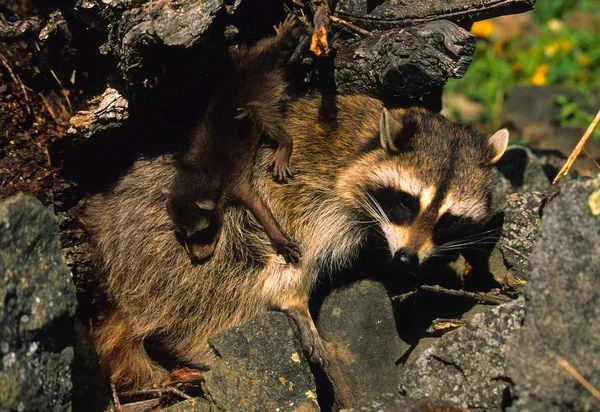 Raccoon With Babies — Stock Photo, Image