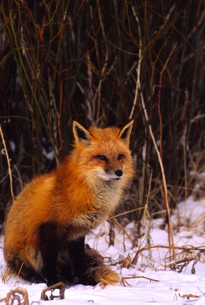 겨울의 붉은 여우 — 스톡 사진