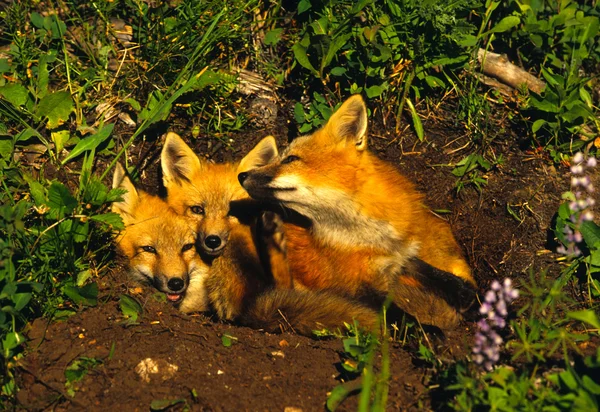 Red Fox cachorros en den —  Fotos de Stock