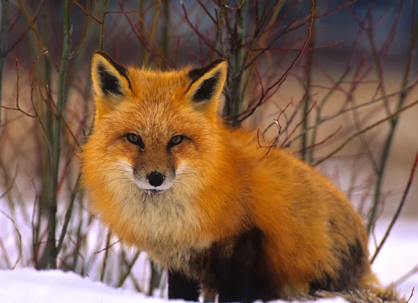 Kışın kızıl tilki — Stok fotoğraf