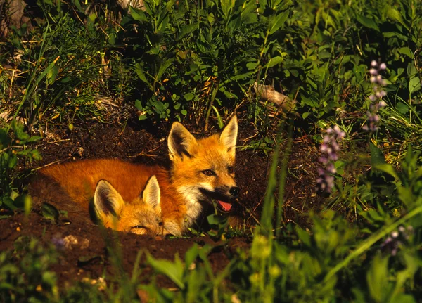 Red Fox Pups la Den — Fotografie, imagine de stoc