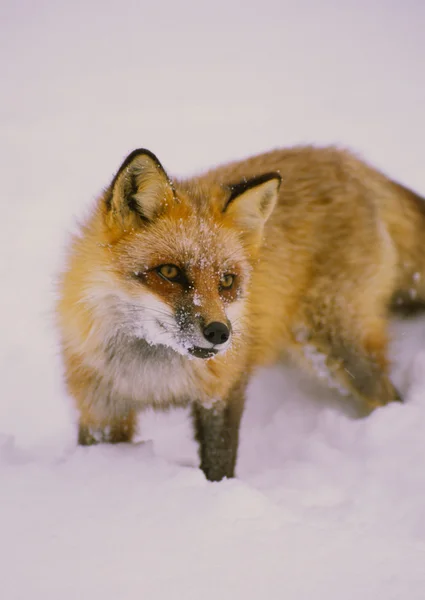 Lisica czerwona w śniegu — Zdjęcie stockowe