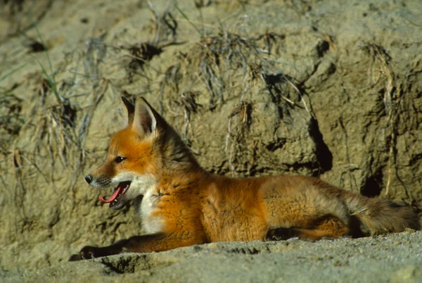 Red Fox Pup la Den — Fotografie, imagine de stoc