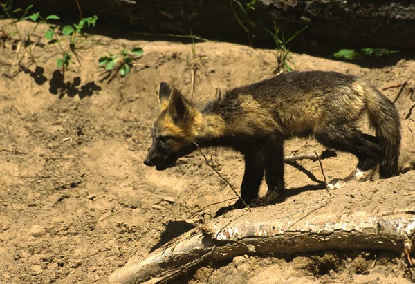 Cachorro de zorro rojo — Foto de Stock