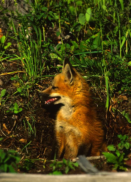 덴에 붉은 여우 강아지 — 스톡 사진