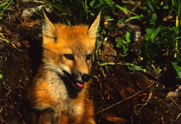 Red Fox Pup Retrato en Den —  Fotos de Stock