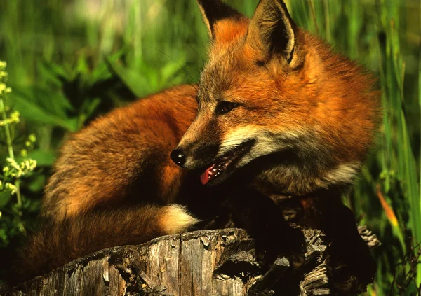 Κόκκινη αλεπού κουτάβι στο κούτσουρο — Φωτογραφία Αρχείου