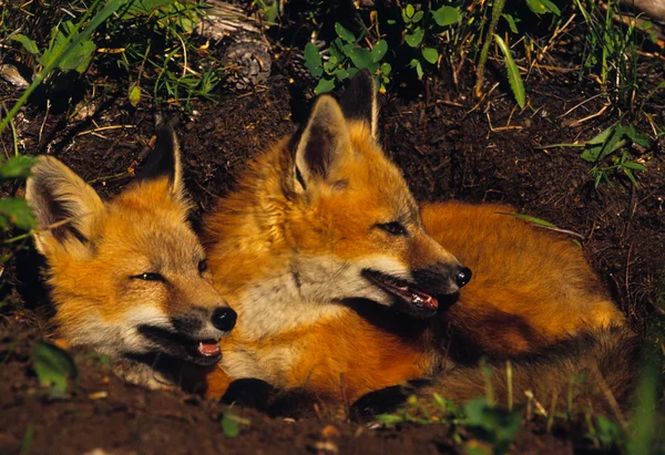 Red Fox cachorros en den —  Fotos de Stock