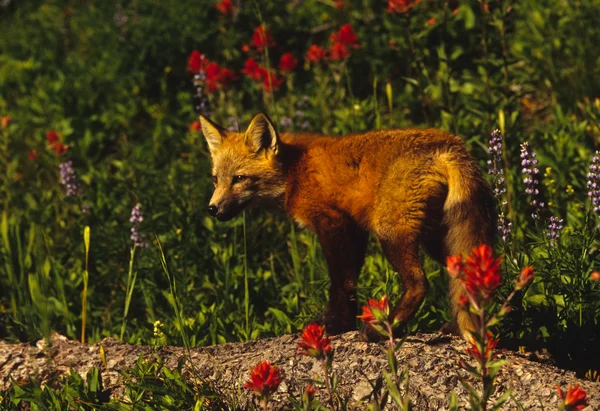 Red Fox Pup — Stockfoto