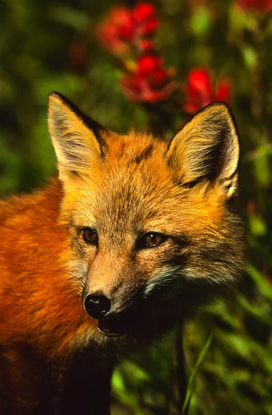 Red Fox retrato de cachorro —  Fotos de Stock