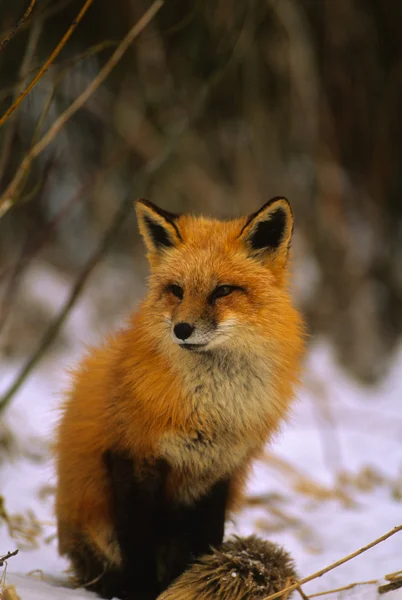 Červená liška v zimě — Stock fotografie