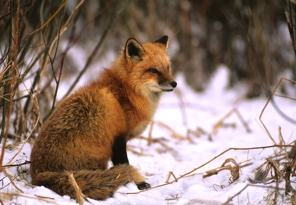 Vörös róka télen — Stock Fotó