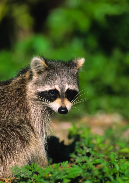 Cute Raccoon Stock Picture