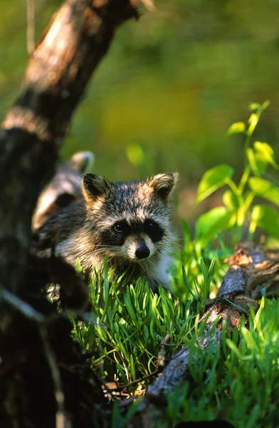 Cute Raccoon Stock Image