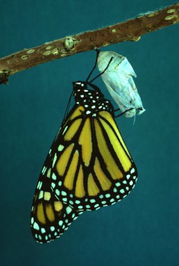 Monarch Butterfly clipart