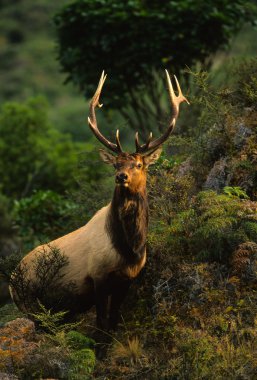 Roosevelt elk boğa