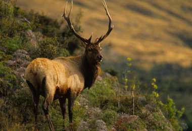 Roosevelt elk boğa