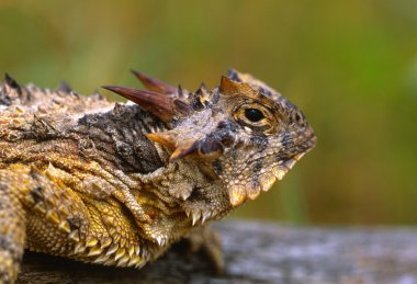 Horned Toad Lizard clipart