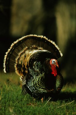 Wild Turkey Gobbler Strutting clipart