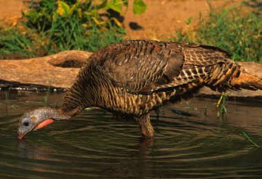 Wild Turkey Hen Drinking clipart