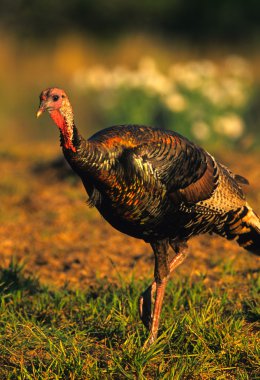 Wild turkey işkembe