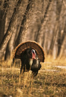 Wild Turkey Gobbler Strutting clipart