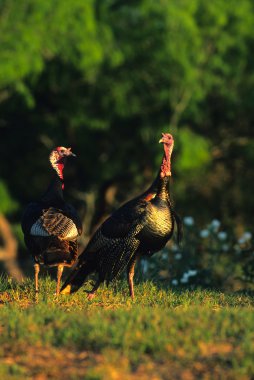 Wild Turkey Gobblers