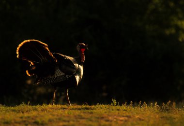 wild turkey işkembe çalım