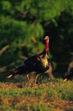 Wild turkey işkembe