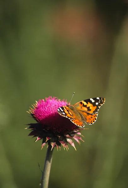 Papillon monarque sur chardon — Photo
