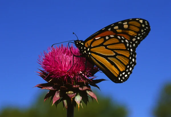 Monarch vlinder op distel — Stok fotoğraf