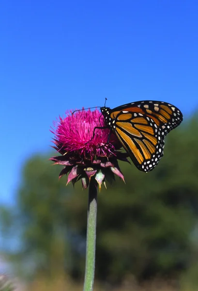 Monarchfalter auf Distel — Stockfoto
