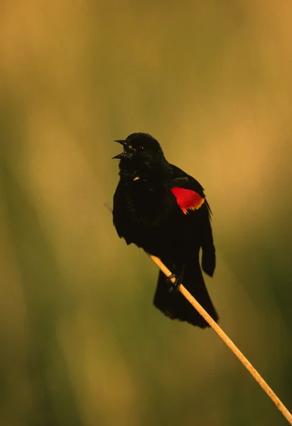 Röd - winged blackbird — Stockfoto