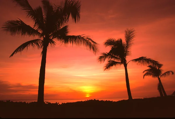 在日落的棕榈树 — 图库照片