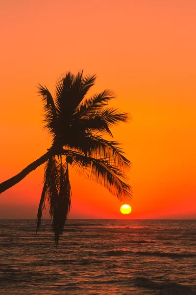 在日落的棕榈树 — 图库照片