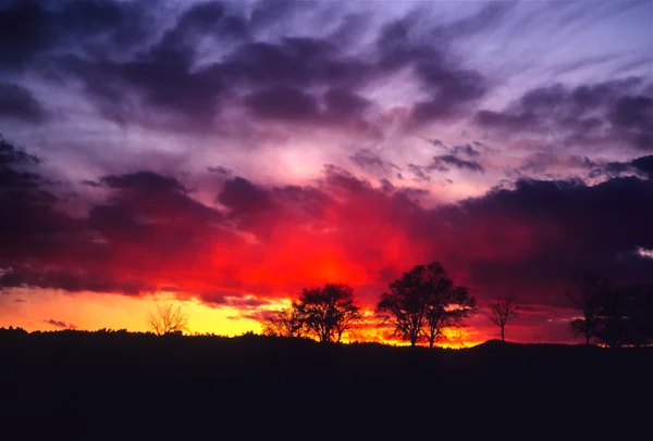 夕日の木 — ストック写真