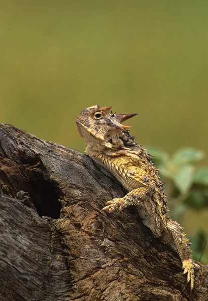 Horned Toad Lizard — Stock Photo, Image