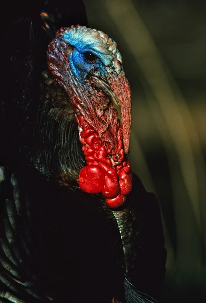 Wild turkey KALKONTUPP struttade porträtt — Stockfoto