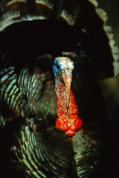 Wild turkey KALKONTUPP struttade porträtt — Stockfoto