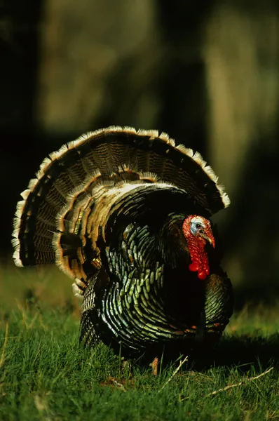 Wild Turkey Gobbler Strutting — Stock Photo, Image